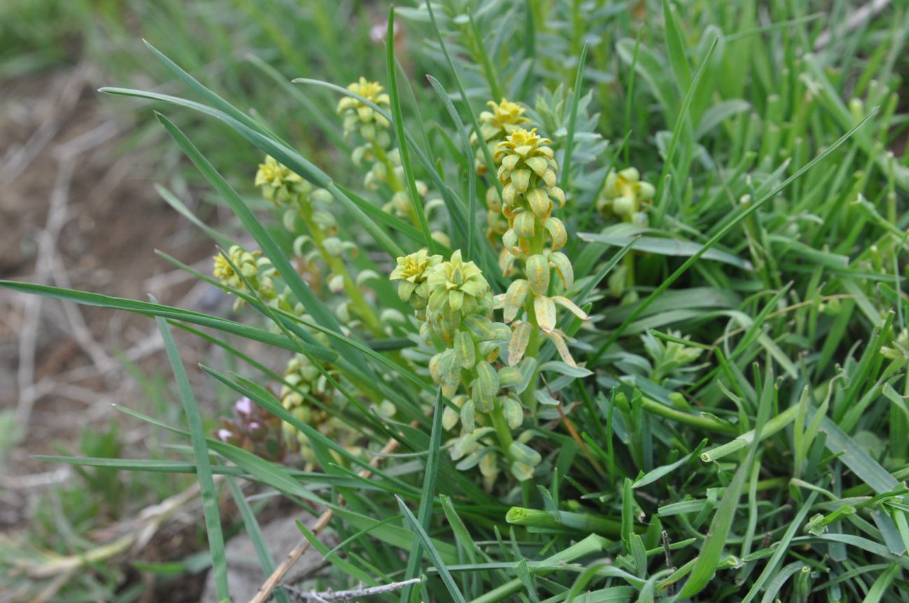 Изображение особи род Euphorbia.