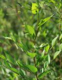 Ulmus pumila. Верхушка побега. Саратовская обл., Хвалынский р-н, окр. пос. Алексеевка, полоса между трассой и полем подсолнечника, луг. 06.08.2018.