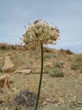 Allium dasyphyllum. Соцветие с кормящимися жуками. Южный Казахстан, западные отроги Киргизского хр., горы Ботамойнак в окр. г. Тараз, ≈ 900 м н.у.м., каменистый склон юго-зап. экспозиции. 24 мая 2019 г.