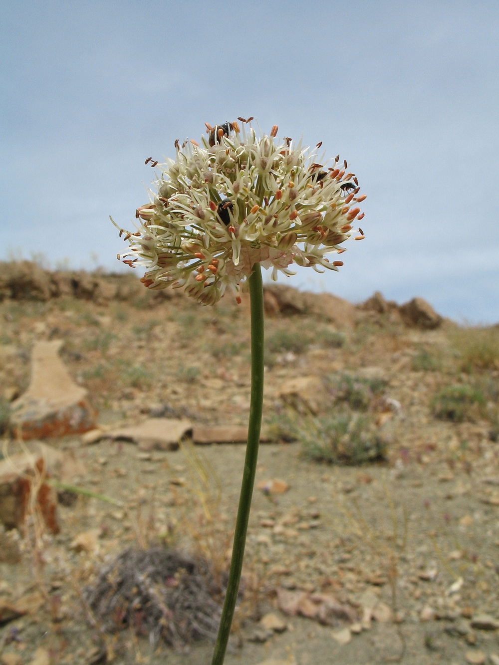 Изображение особи Allium dasyphyllum.