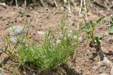 Spergula arvensis