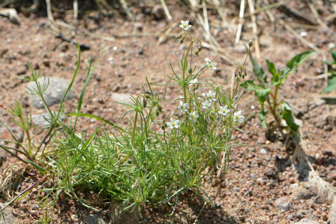 Изображение особи Spergula arvensis.