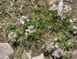 Astragalus alpinus