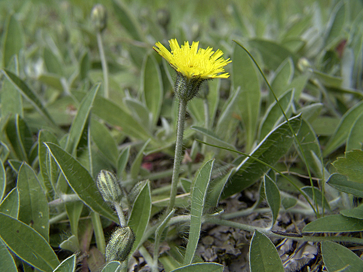 Изображение особи Pilosella officinarum.