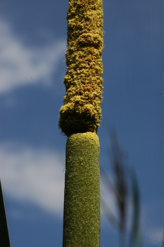 Image of Typha latifolia specimen.