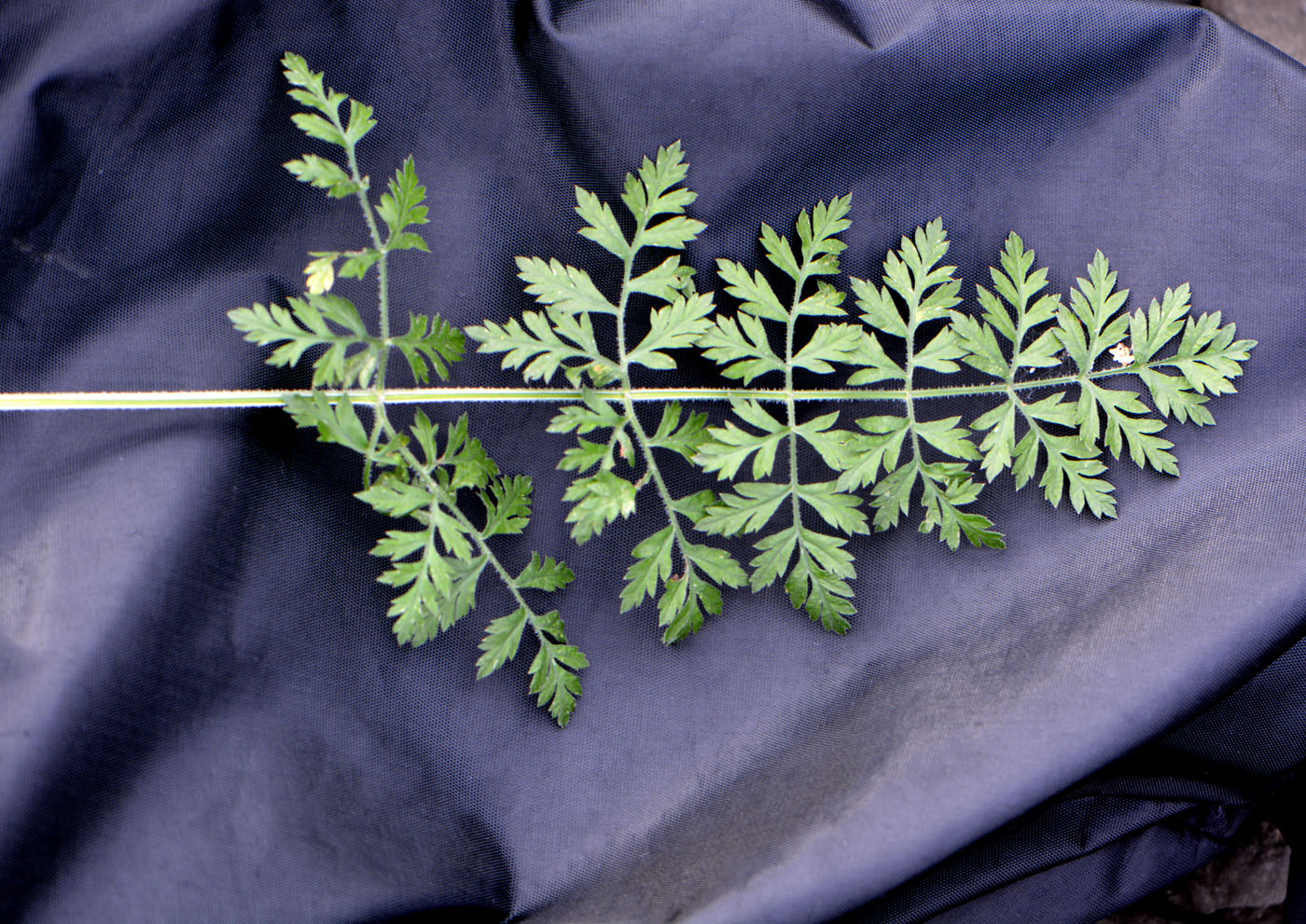 Изображение особи Daucus carota.