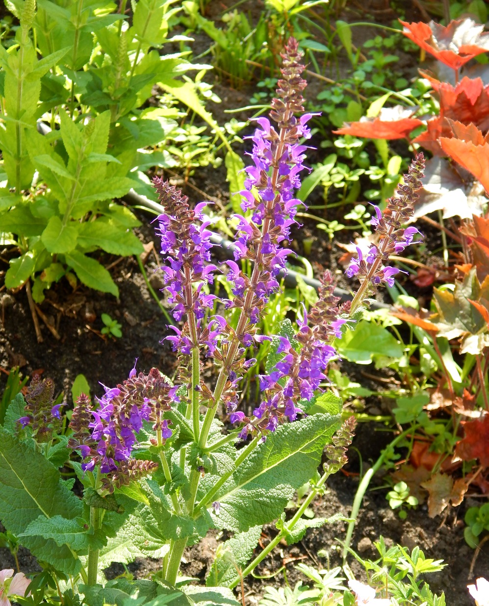 Изображение особи Salvia tesquicola.