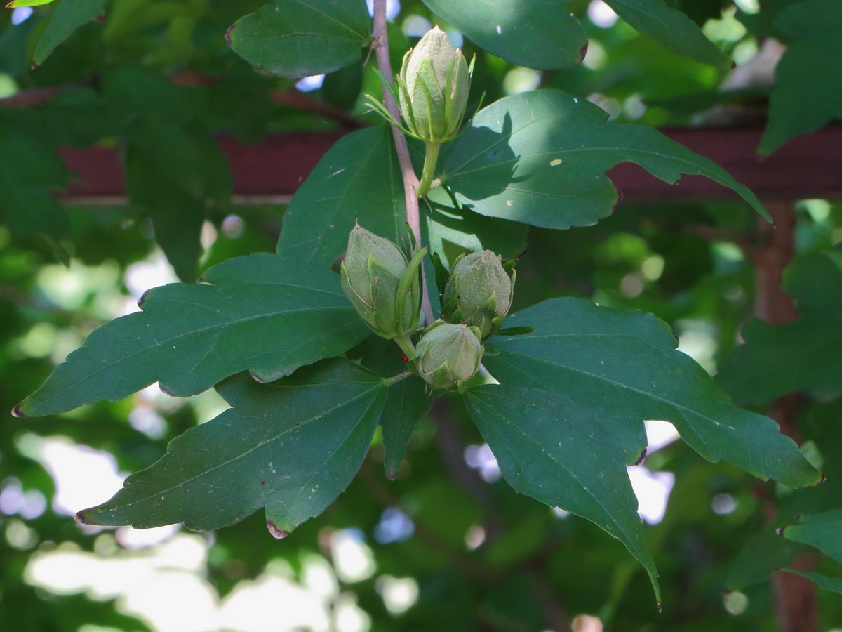 Image of Hibiscus syriacus specimen.