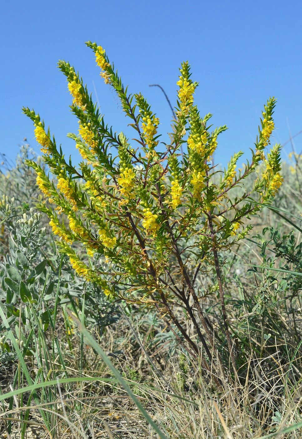 Image of Orthanthella lutea specimen.