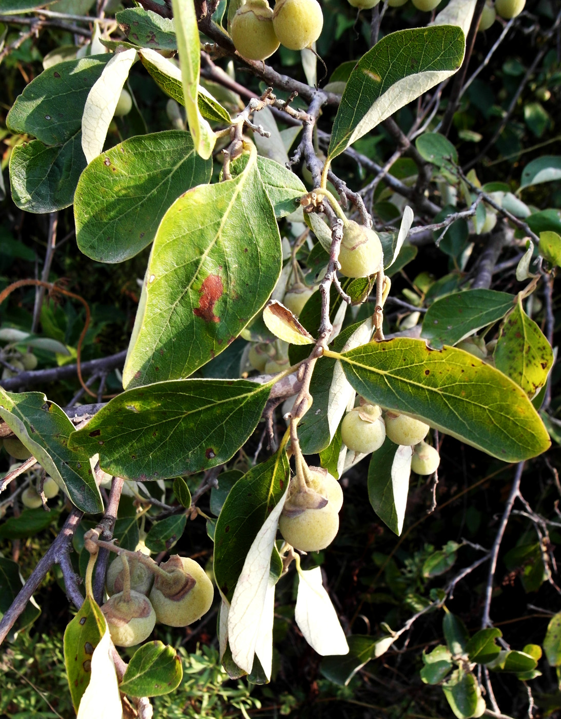 Изображение особи Styrax officinalis.