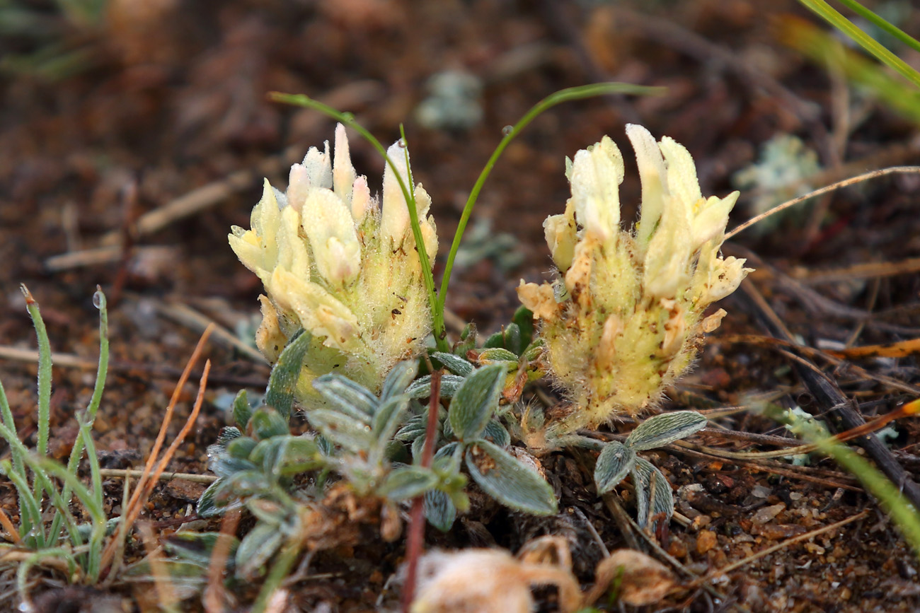 Изображение особи Astragalus lupulinus.