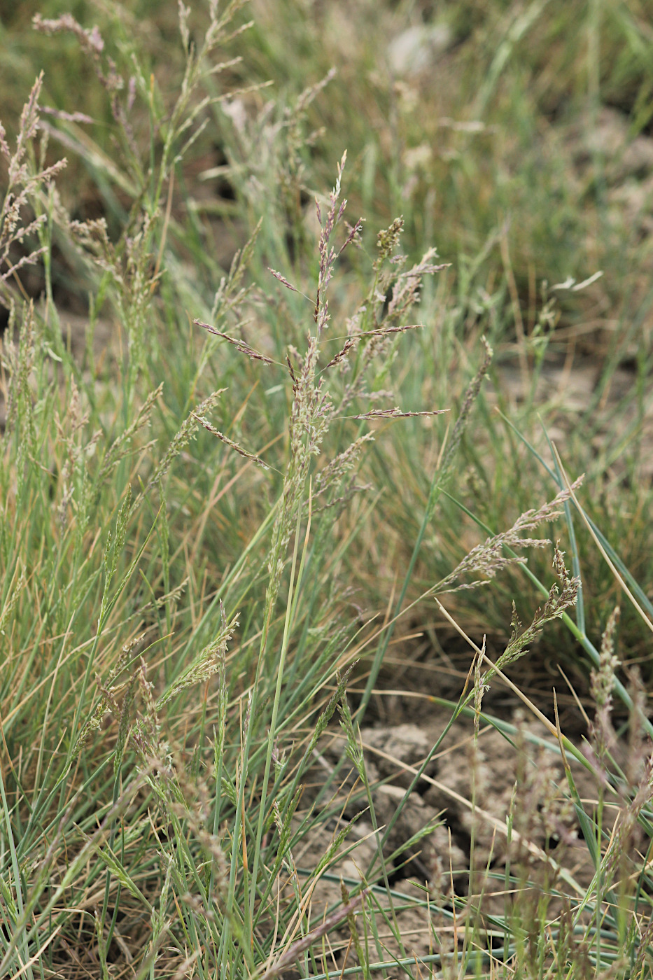 Image of Puccinellia distans specimen.