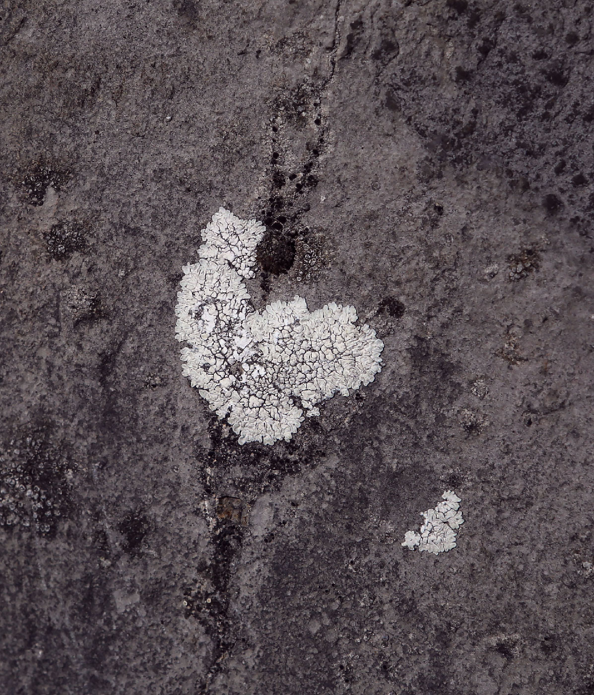 Image of Lecanora muralis specimen.