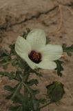 Hibiscus trionum