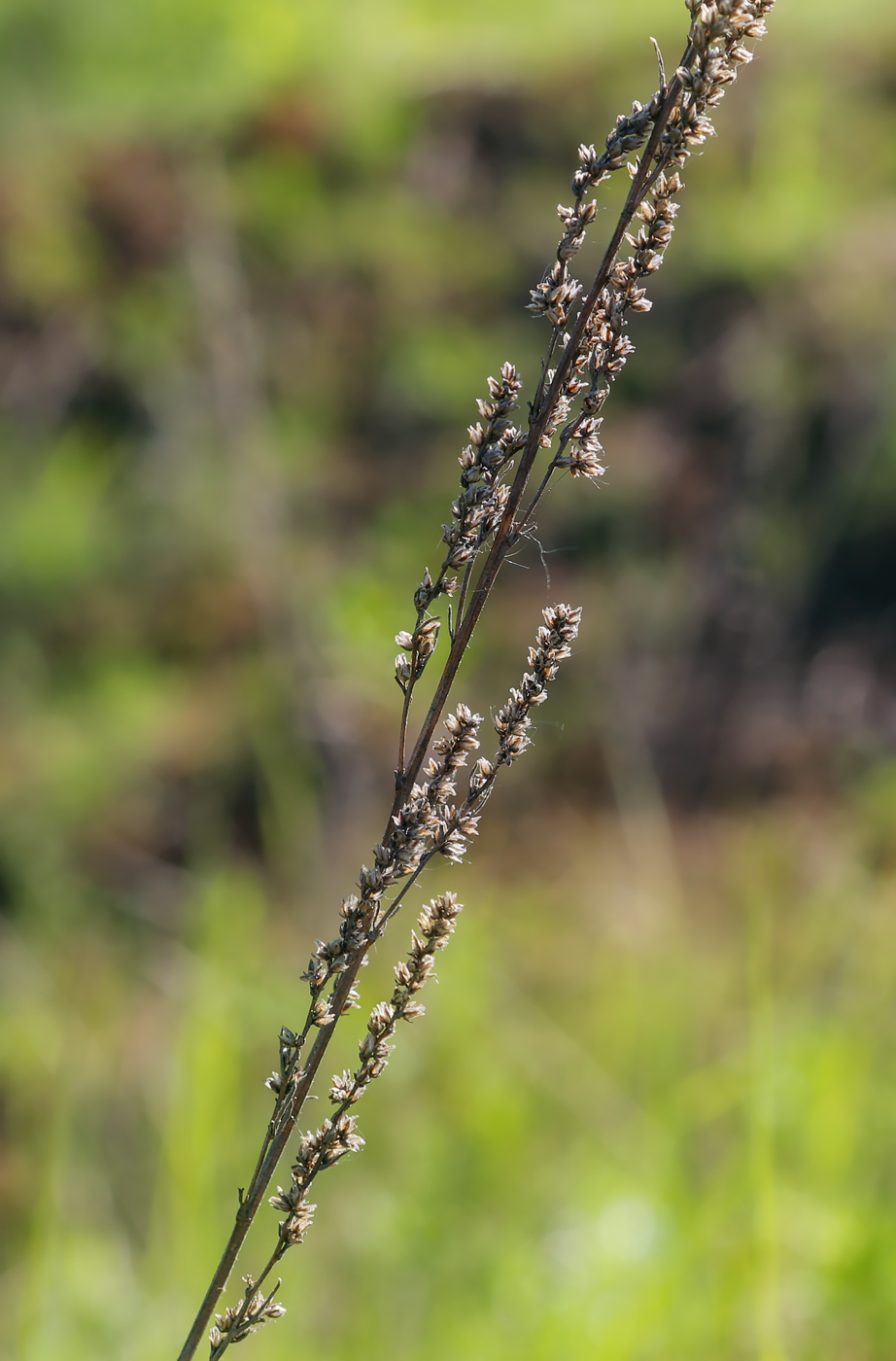 Изображение особи Artemisia campestris.