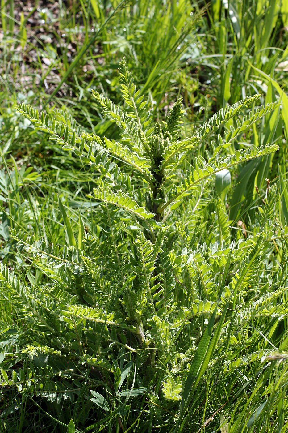 Image of Astragalus quisqualis specimen.