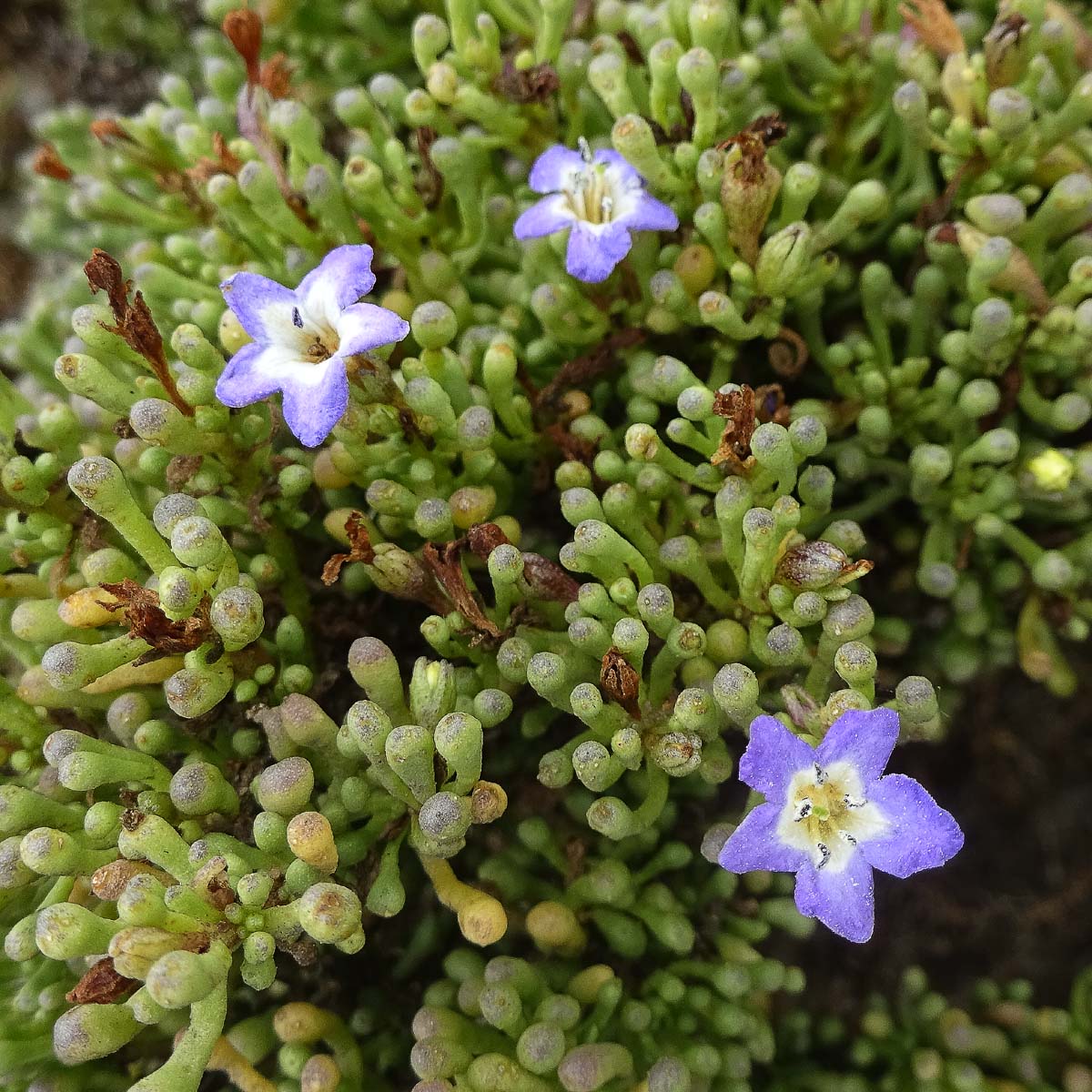 Изображение особи Nolana ramosissima.
