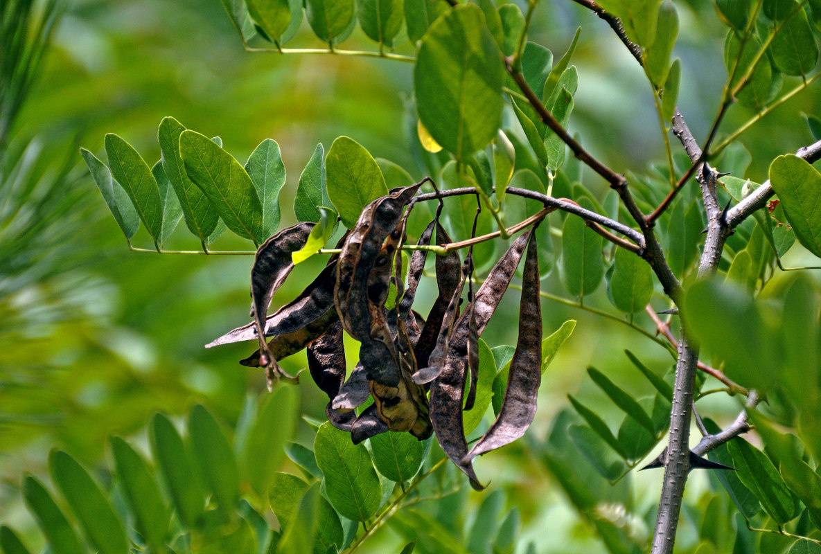 Image of genus Robinia specimen.