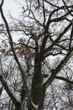 Quercus robur. Крона. Беларусь, г. Гродно, лесопарк Пышки. 25.12.2018.