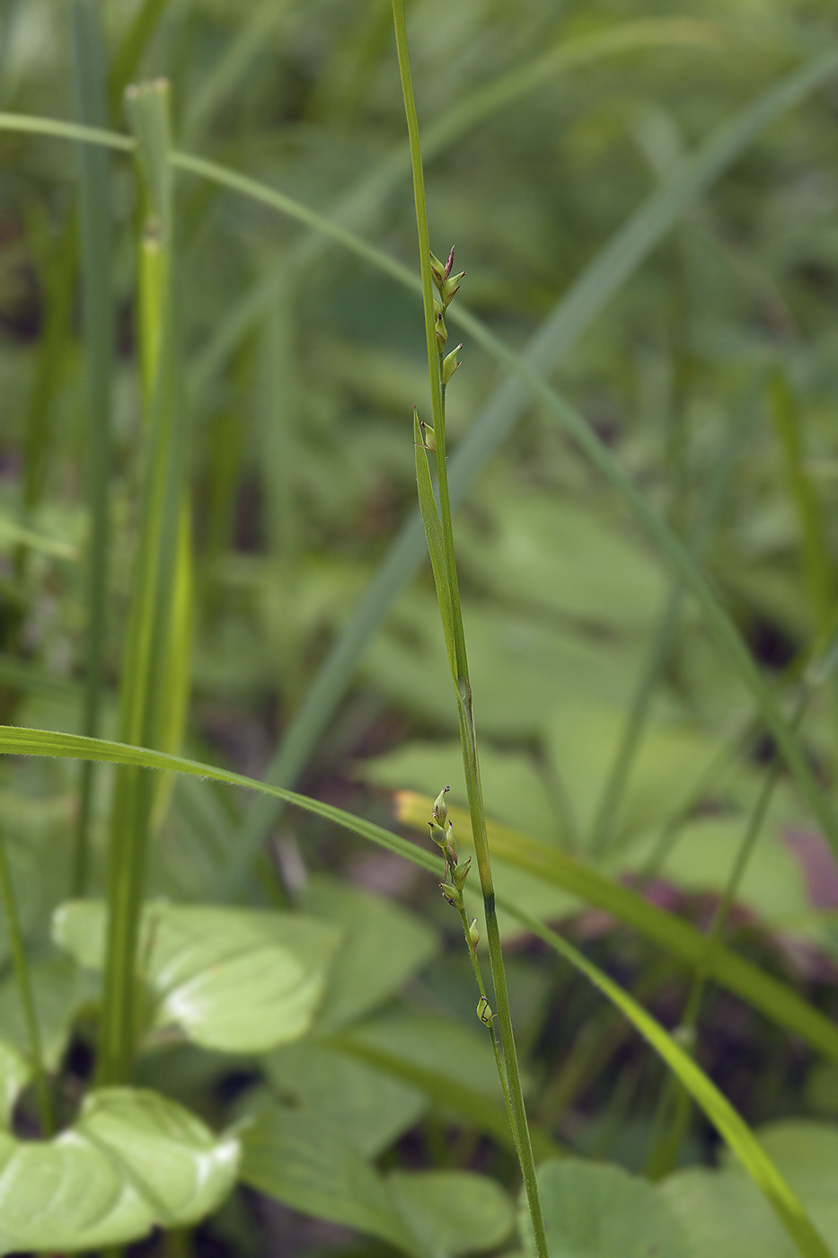 Изображение особи Carex campylorhina.