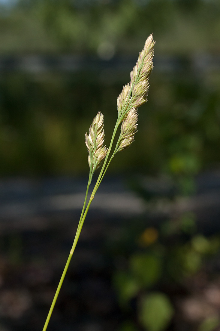 Изображение особи Dactylis glomerata.