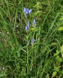 Gentiana triflora