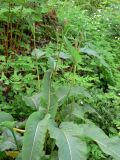 Bistorta officinalis