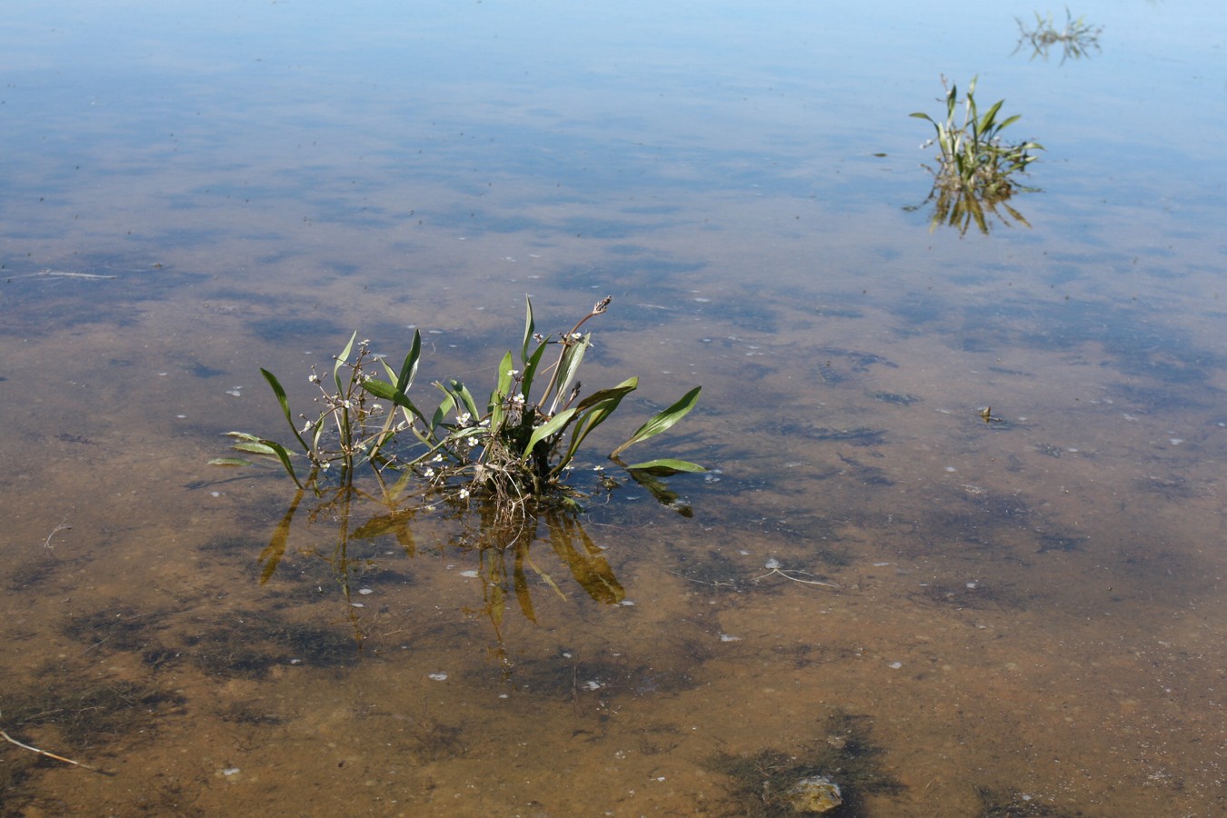 Image of Alisma gramineum specimen.