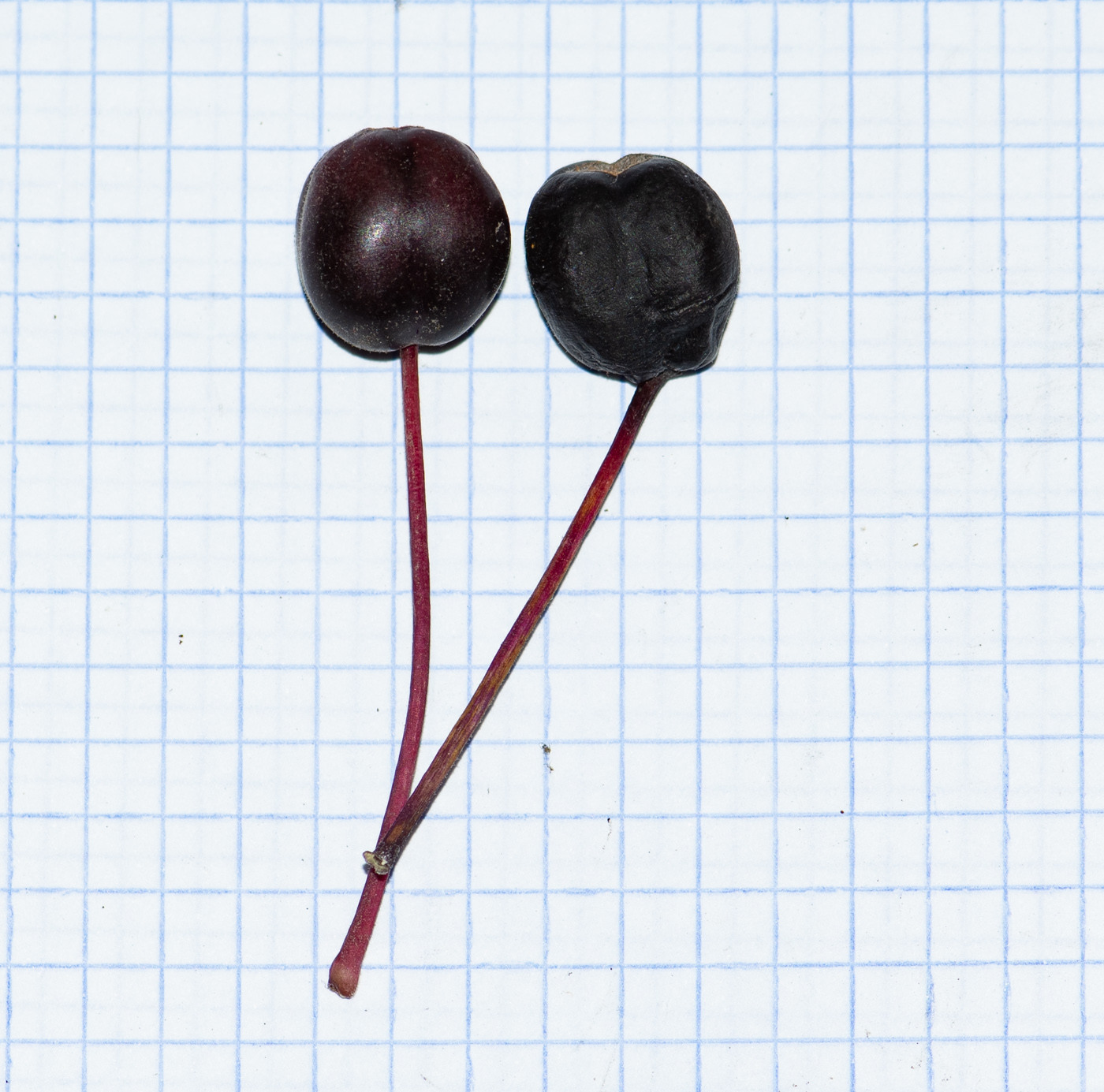 Изображение особи род Fuchsia.