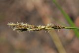 Carex elongata. Соцветие. Костромская обл., Сусанинский р-н, окр. дер. Повернихино, заболоченный участок лесной дороги. 16.06.2016.