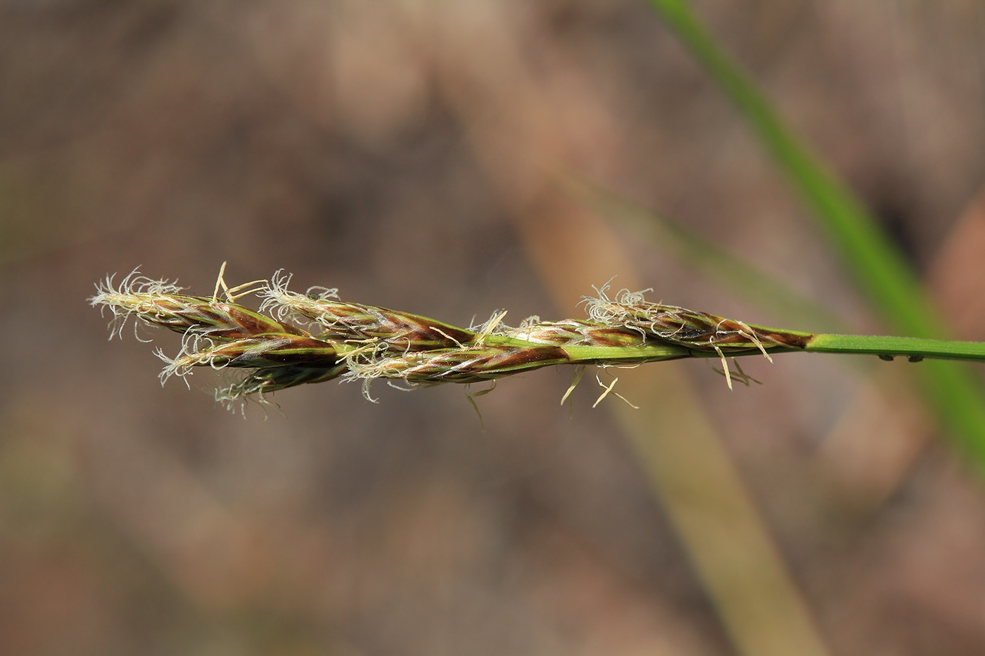 Изображение особи Carex elongata.