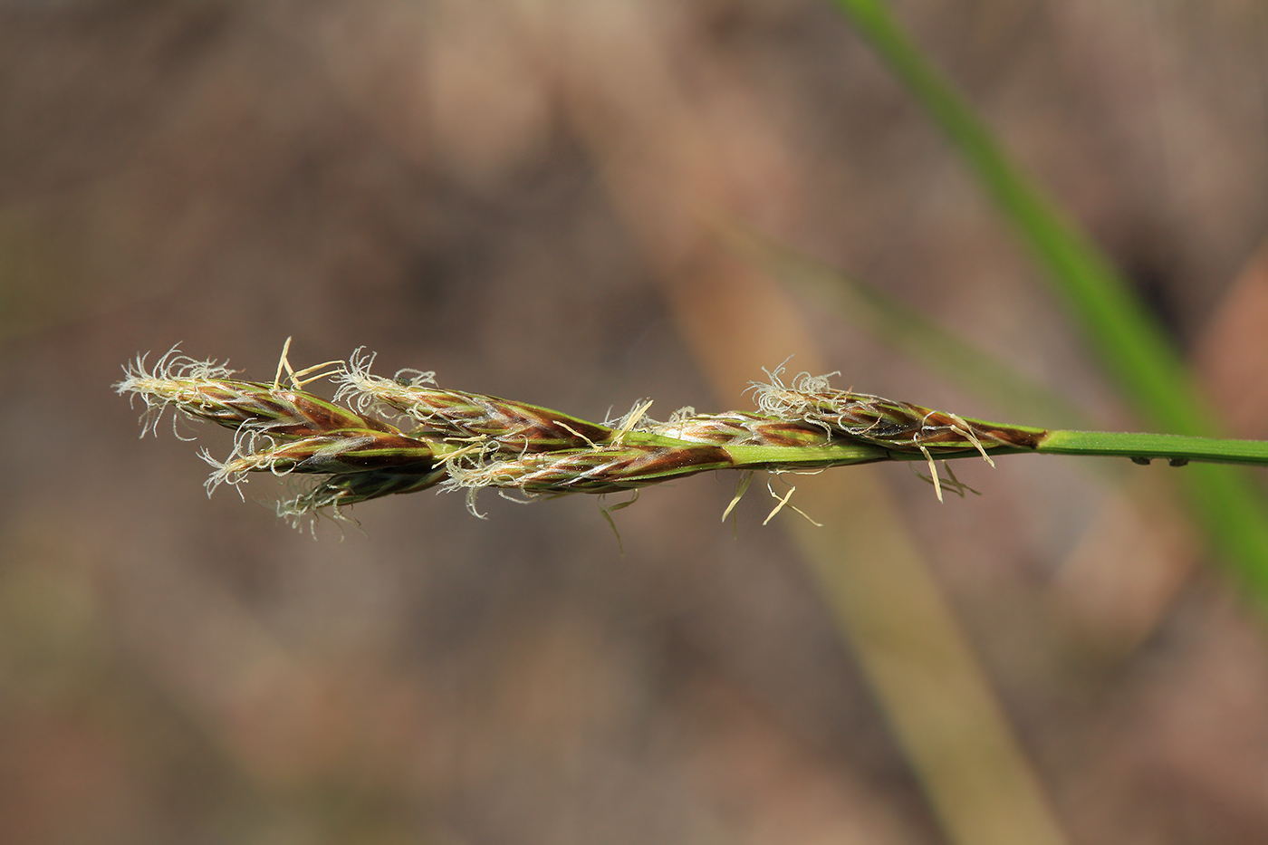 Image of Carex elongata specimen.