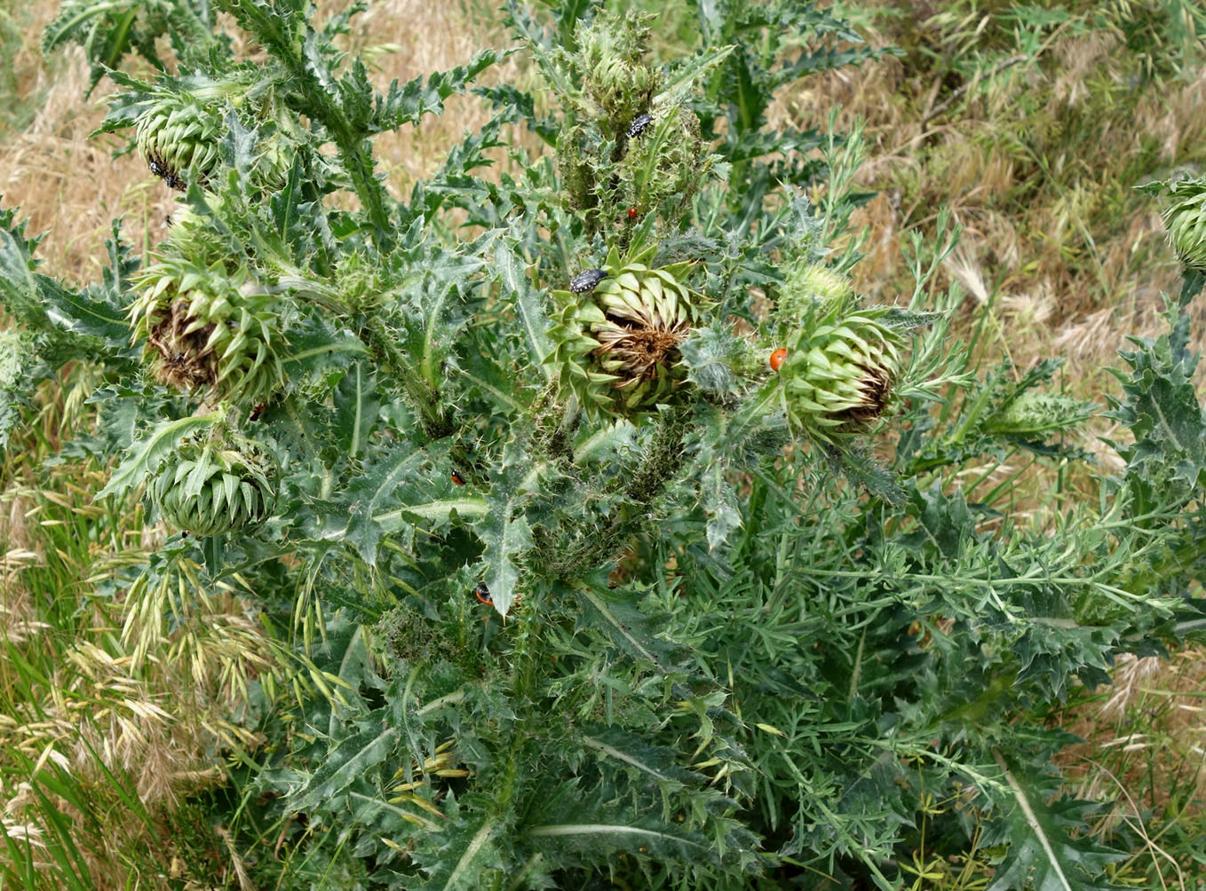 Image of Carduus nutans specimen.