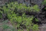 род Prunus