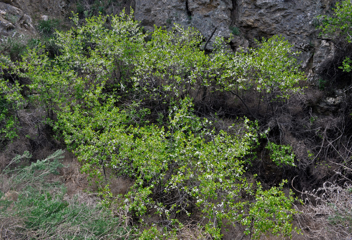 Изображение особи род Prunus.