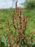 род Rumex. Верхушка цветущего и плодоносящего растения. Кыргызстан, Чуйская обл., западная окр. с. Восток, заросший пустырь. 21.05.2019.