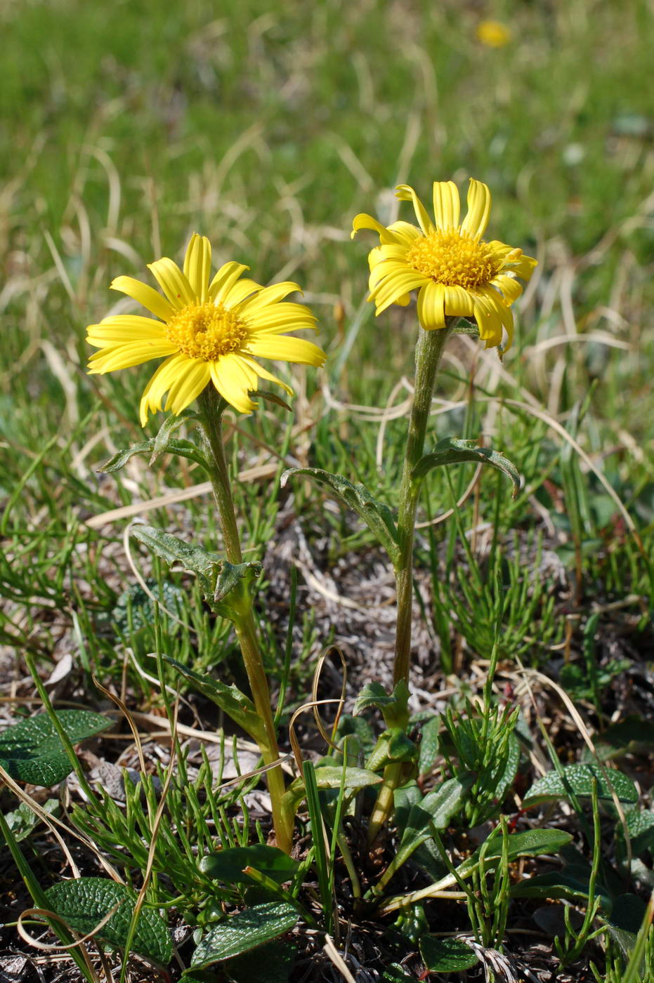 Image of Tephroseris kjellmanii specimen.