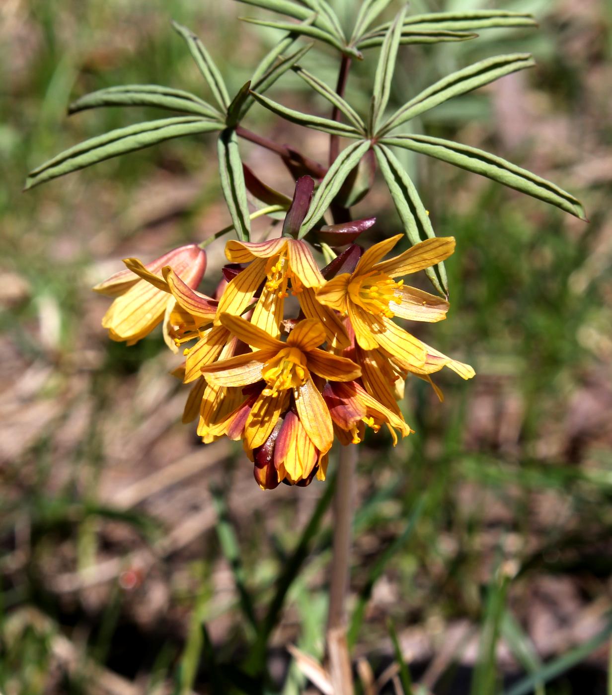 Image of Gymnospermium alberti specimen.