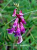 Vicia megalotropis