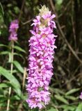 Lythrum salicaria. Соцветие. Приморский край, г. Артем, ул. Кирова, р-н ост. 17-й км, заросший пустырь около водоема. 06.08.2019.