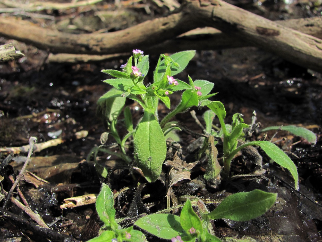 Image of Myosotis sparsiflora specimen.