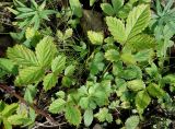 Potentilla fragarioides