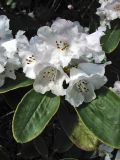 Rhododendron wallichii. Верхушка побега с соцветием. Великобритания, Шотландия, Эдинбург, Royal Botanic Garden Edinburgh, в культуре. 4 апреля 2008 г.