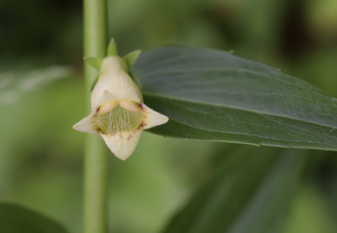 Изображение особи Digitalis lutea.