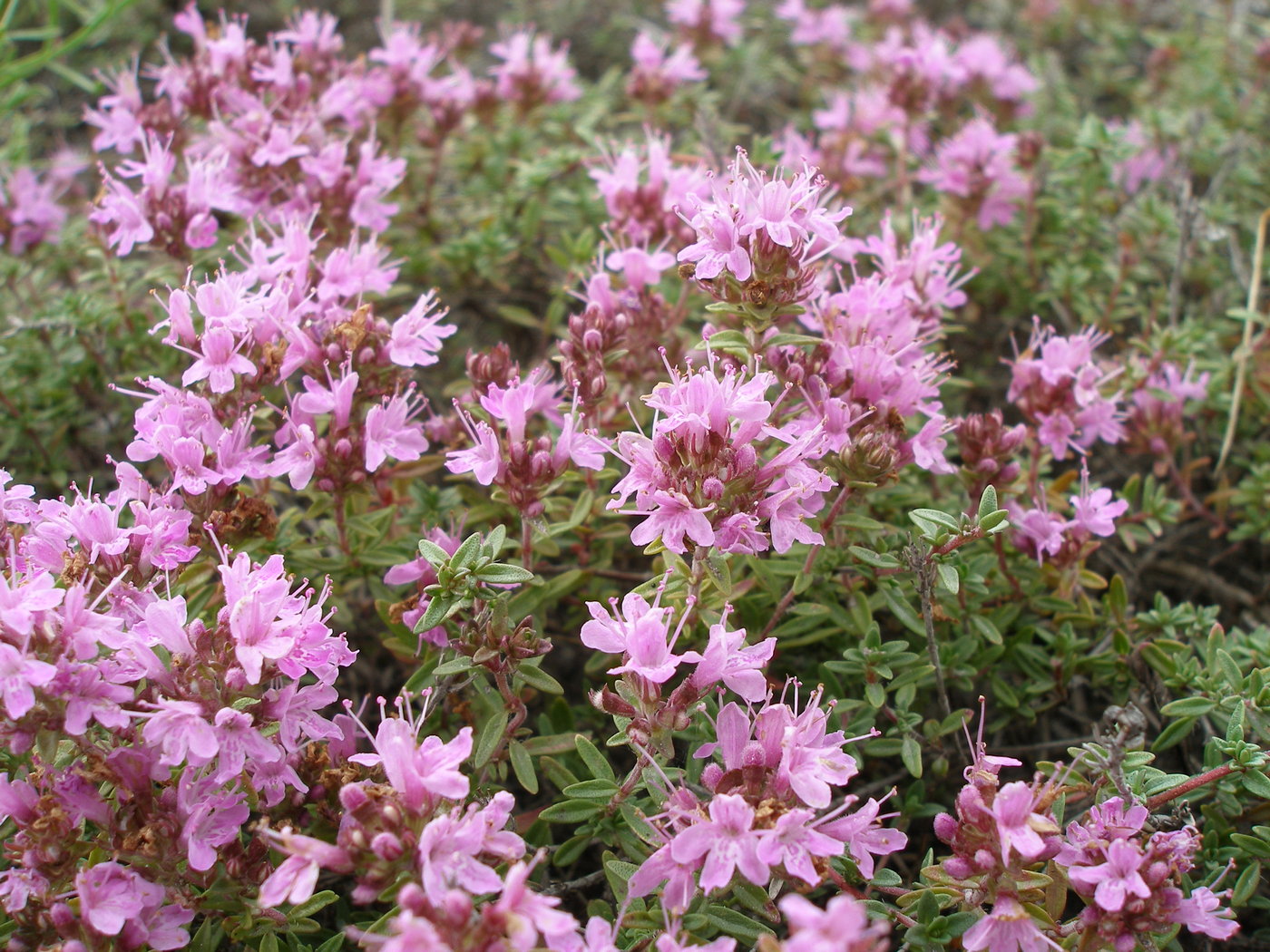 Изображение особи Thymus calcareus.