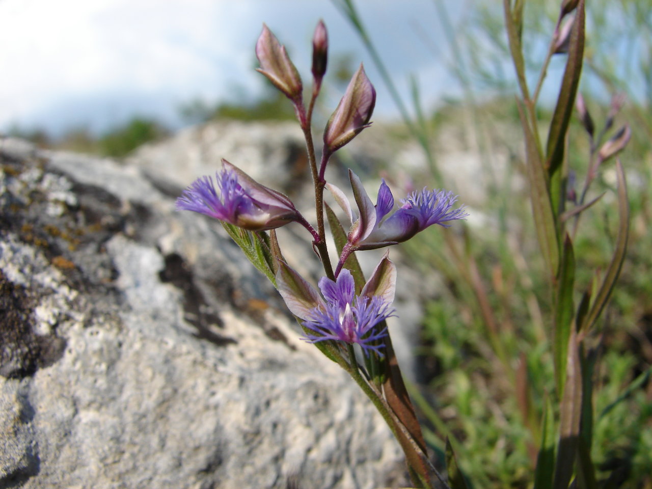 Image of Polygala sibirica specimen.