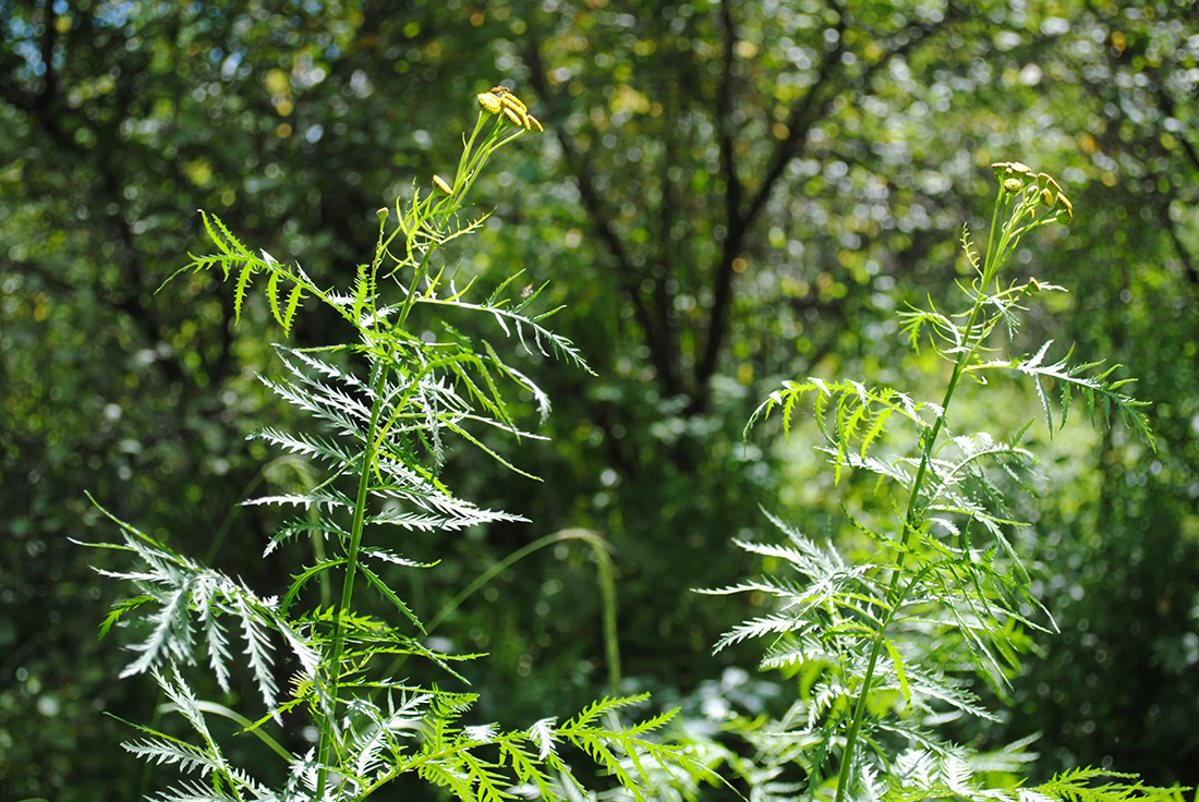 Image of Tanacetum boreale specimen.