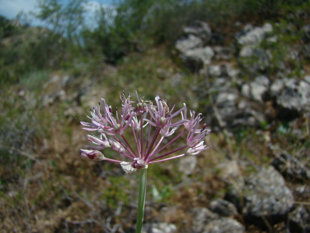 Изображение особи Allium mogoltavicum.