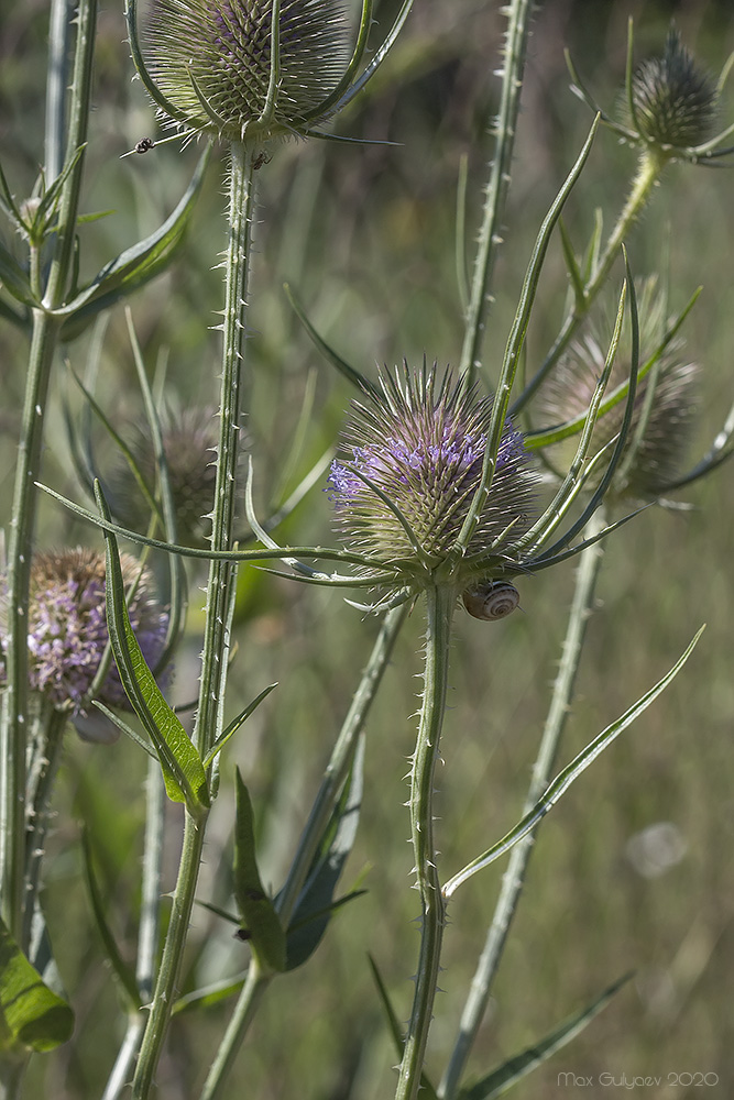 Image of Dipsacus fullonum specimen.