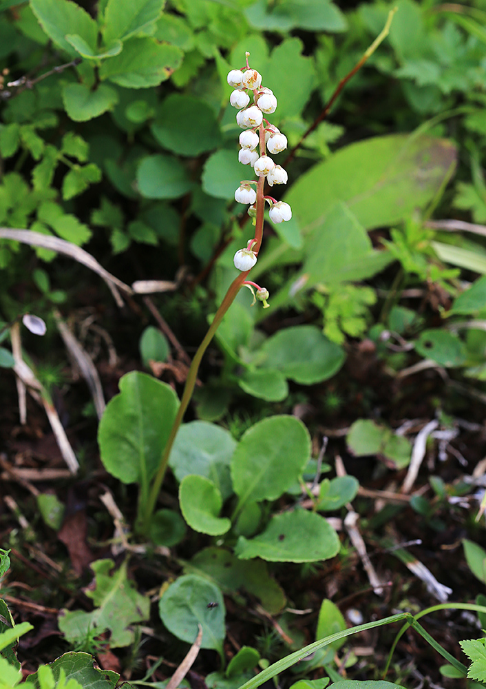 Image of Pyrola minor specimen.